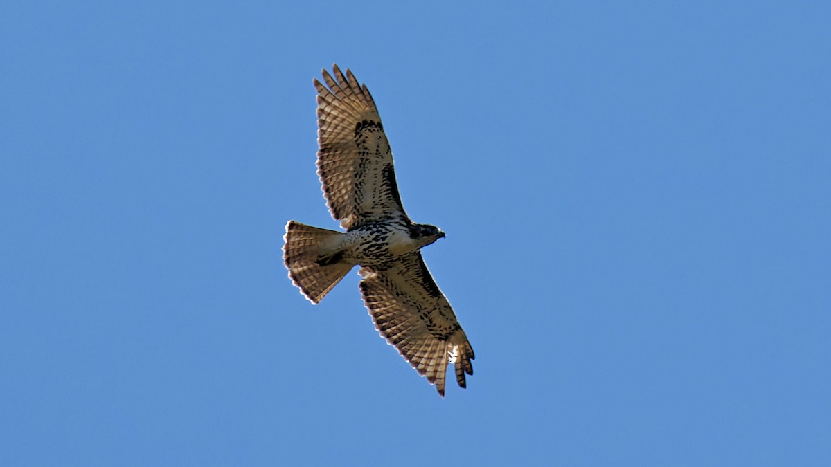 Red-tailed Hawk - Craig Becker