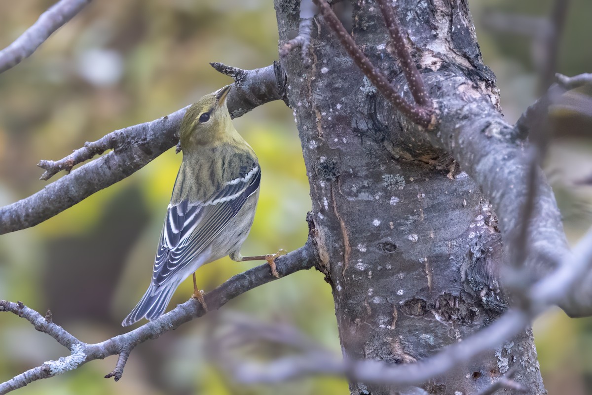 Blackpoll Warbler - ML625319867