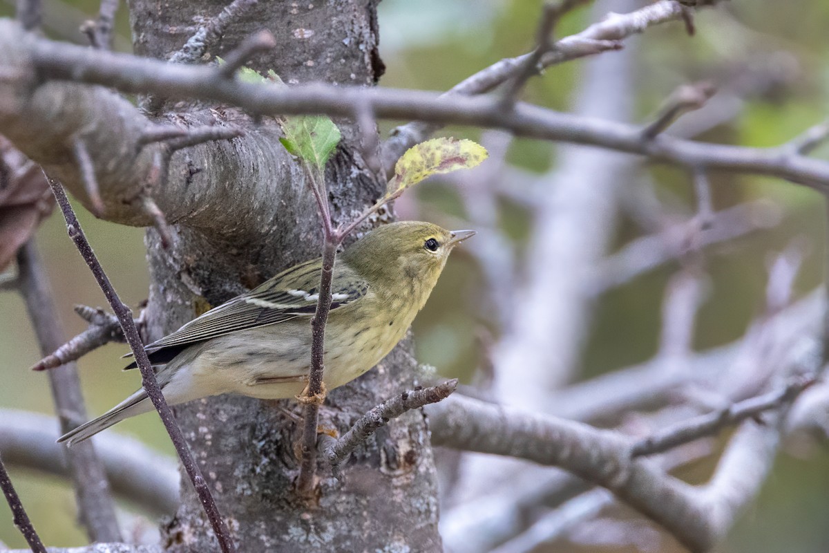 Blackpoll Warbler - ML625319868