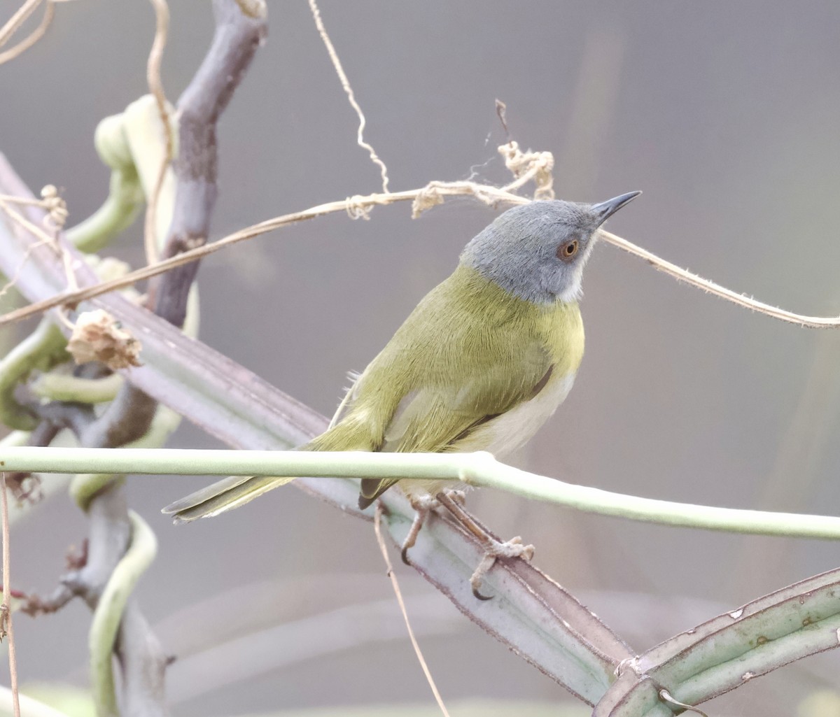 Apalis Pechigualdo - ML625319885