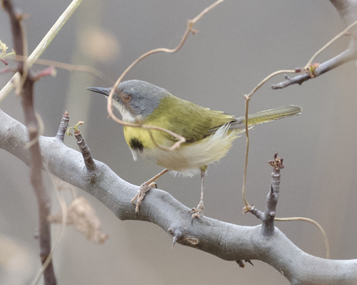 Apalis Pechigualdo - ML625319886