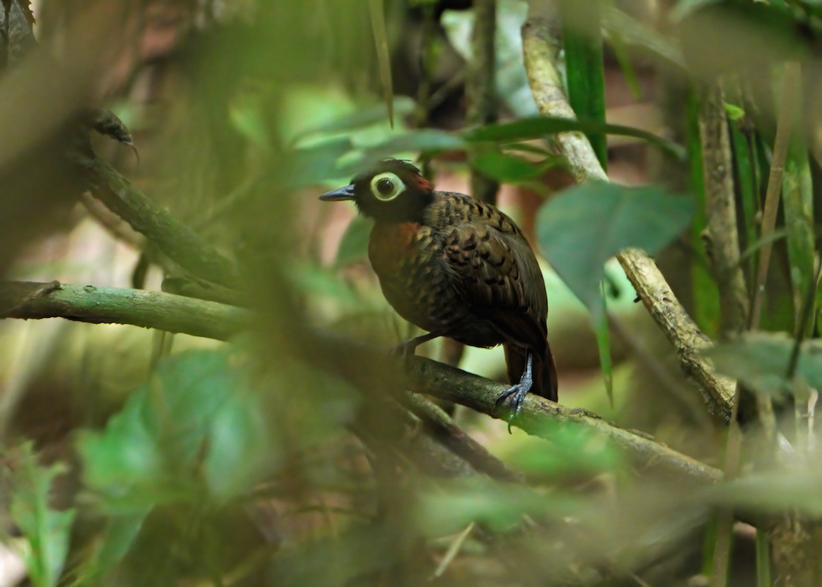 Harlequin Antbird - ML625319932