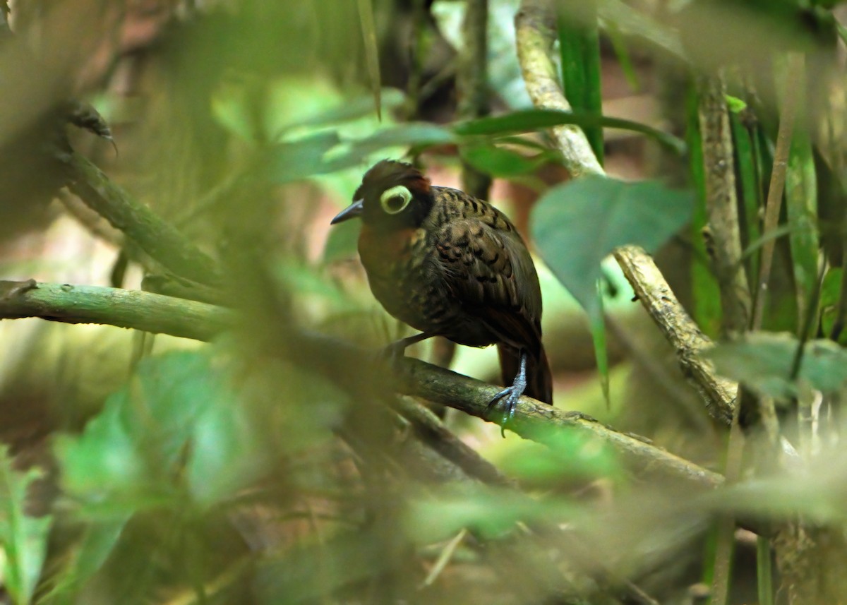 Harlequin Antbird - ML625319933