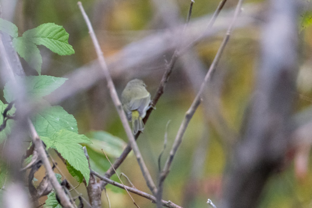 Orange-crowned Warbler - ML625319971