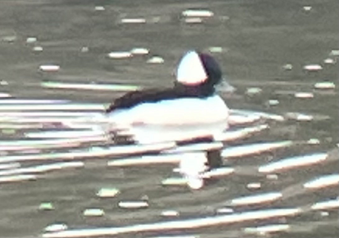 Bufflehead - ML625320001