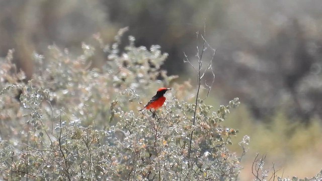 Crimson Chat - ML625320002