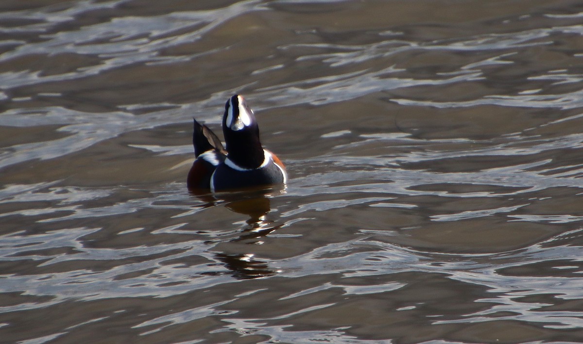 Harlequin Duck - Dianne Murray