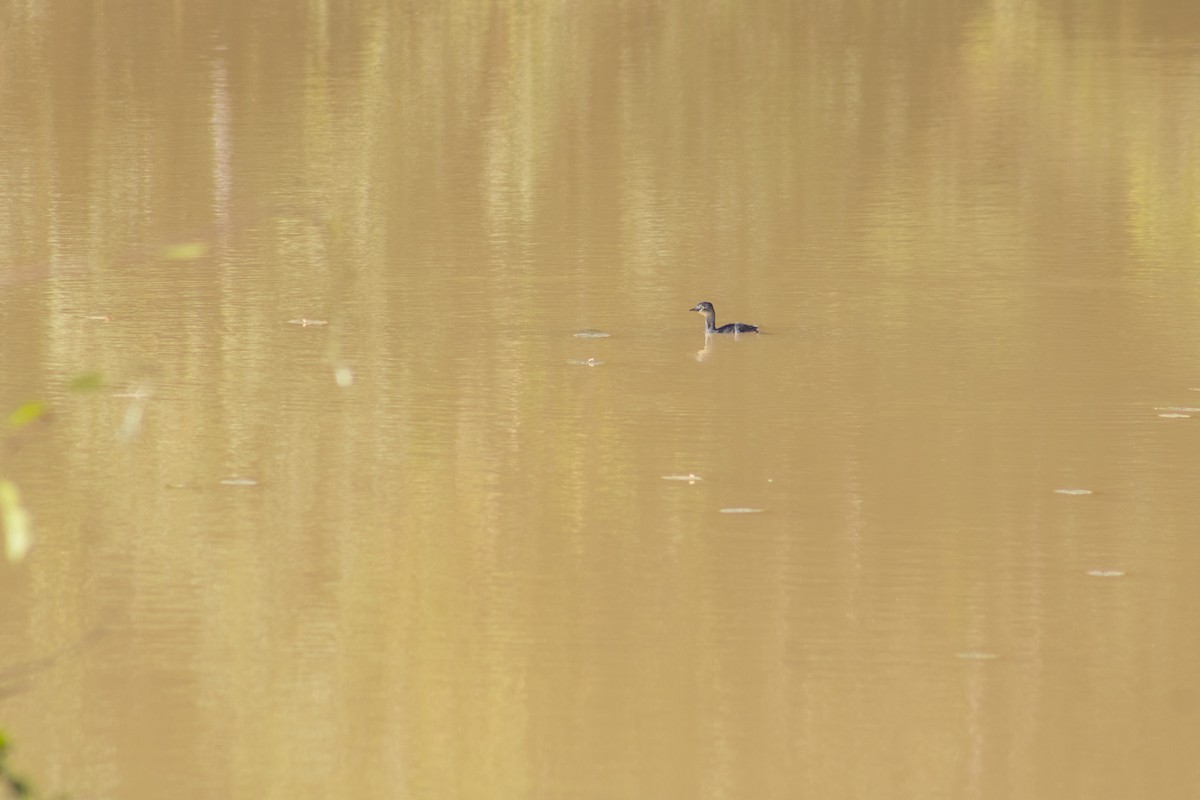 Least Grebe - ML625320041