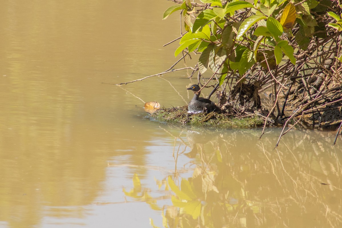 Least Grebe - ML625320043