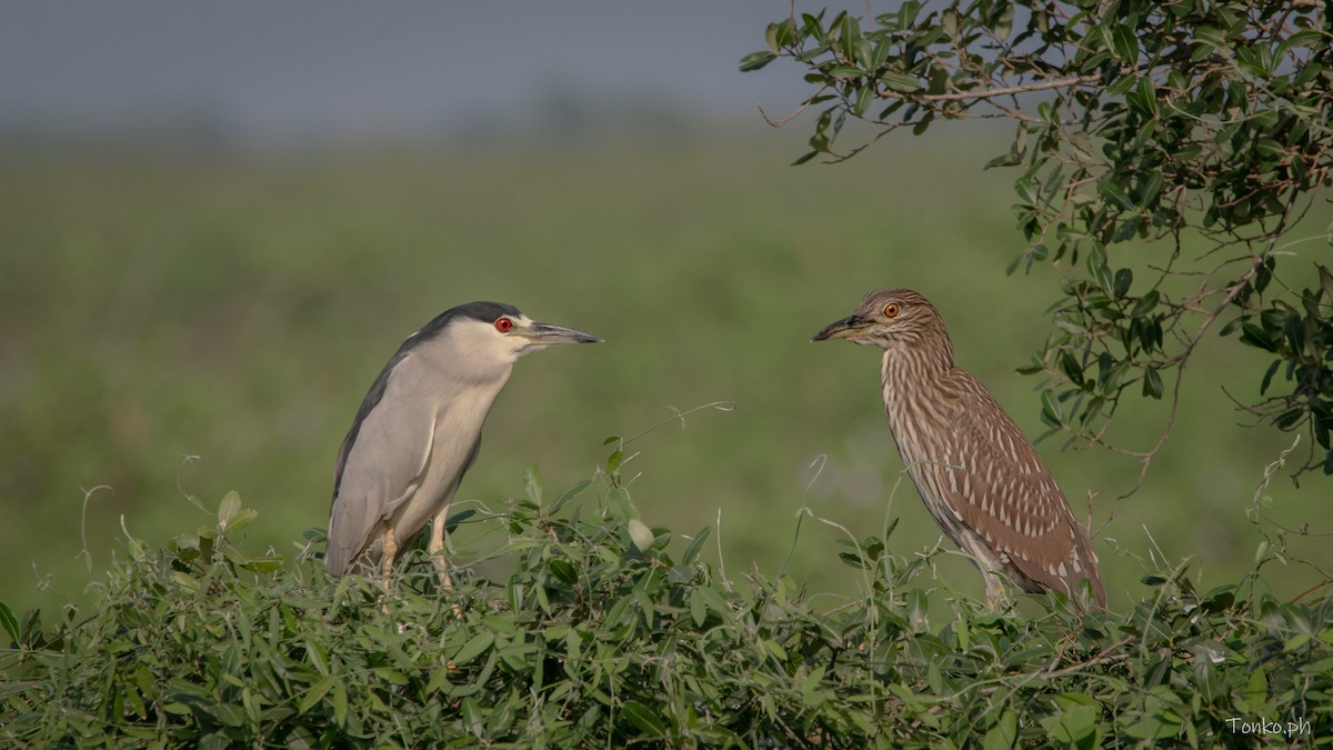 Black-crowned Night Heron - ML625320112