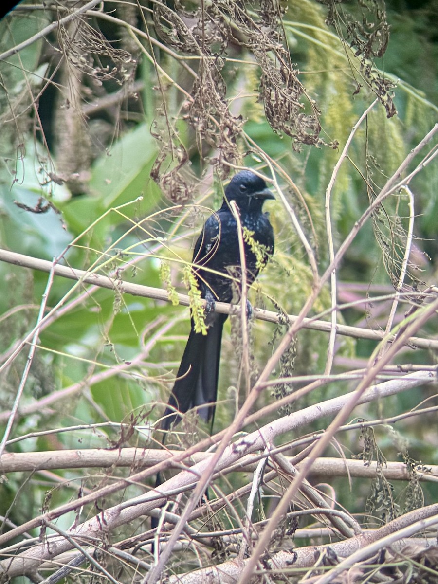 Drongo de Raquetas Grande - ML625320151