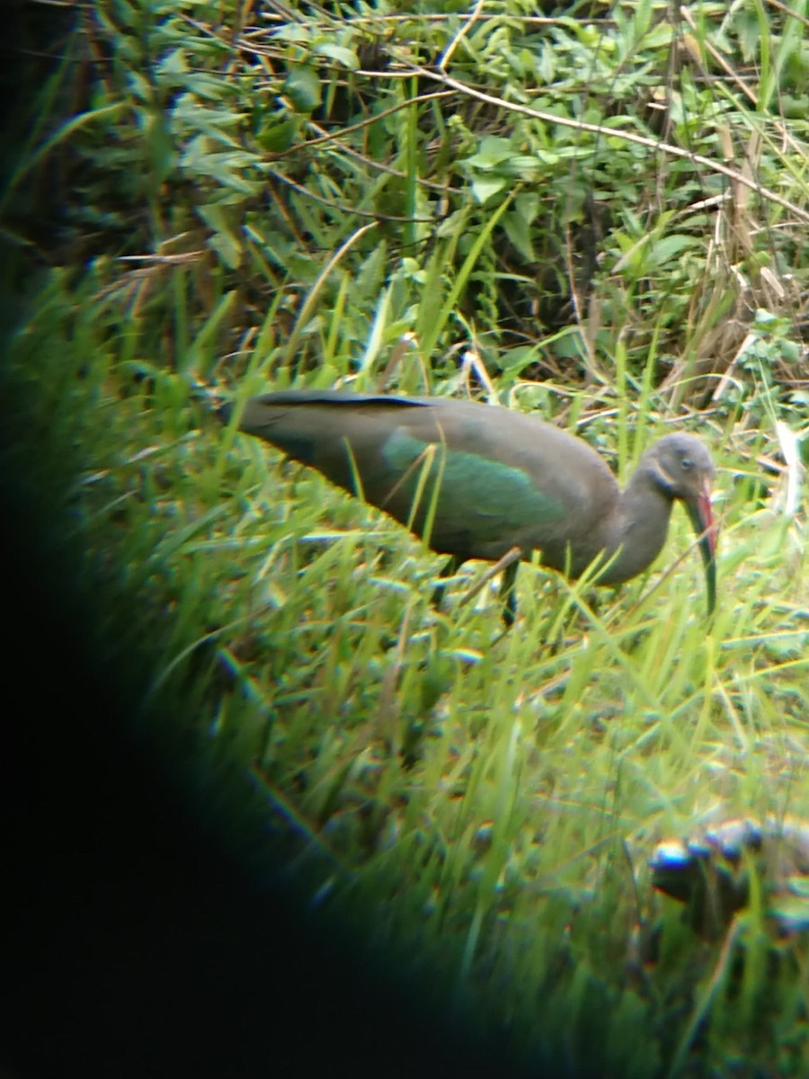 Hadada Ibis - ML625320238