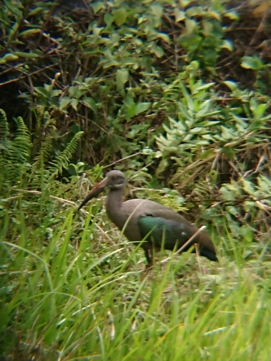 Hadada Ibis - ML625320239