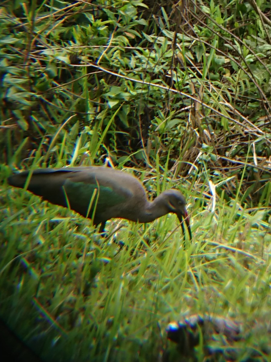 Hadada Ibis - ML625320240