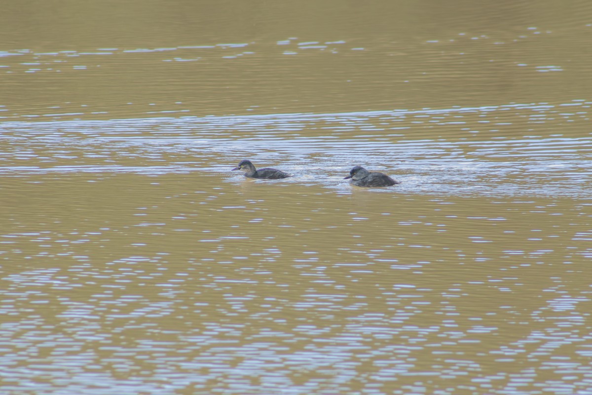 Least Grebe - ML625320272