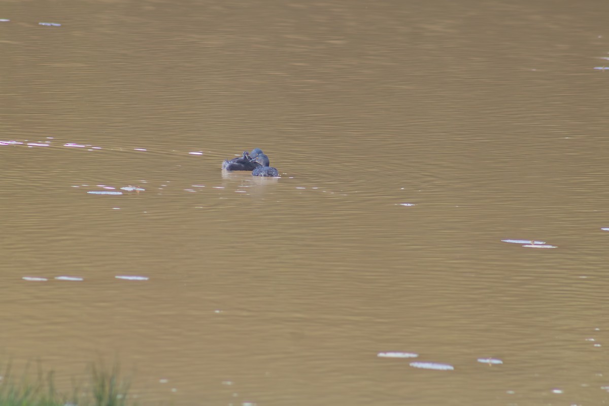 Least Grebe - Francisco Valdevino Bezerra Neto