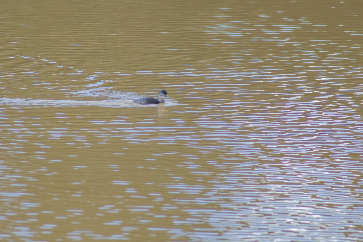 Least Grebe - ML625320274