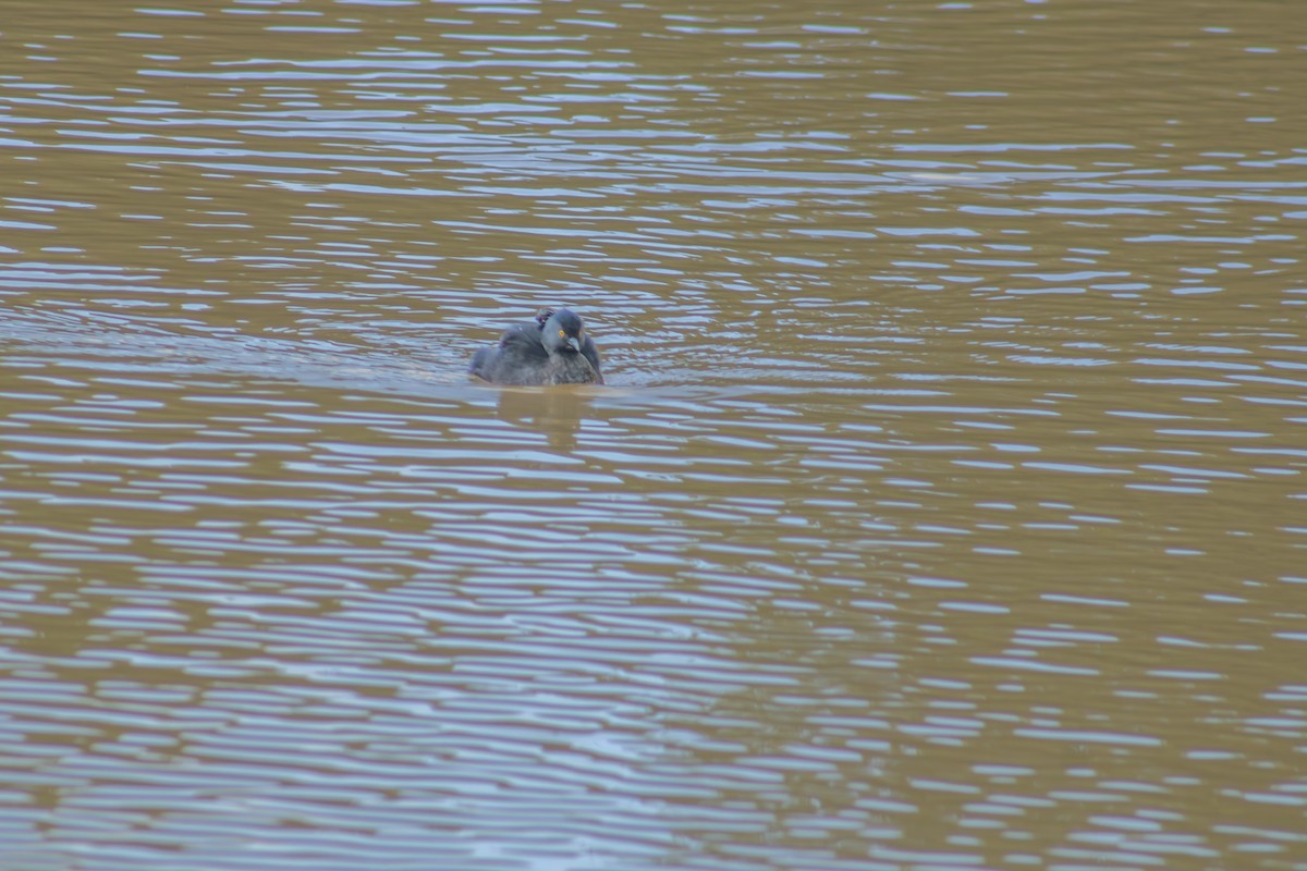 Least Grebe - Francisco Valdevino Bezerra Neto