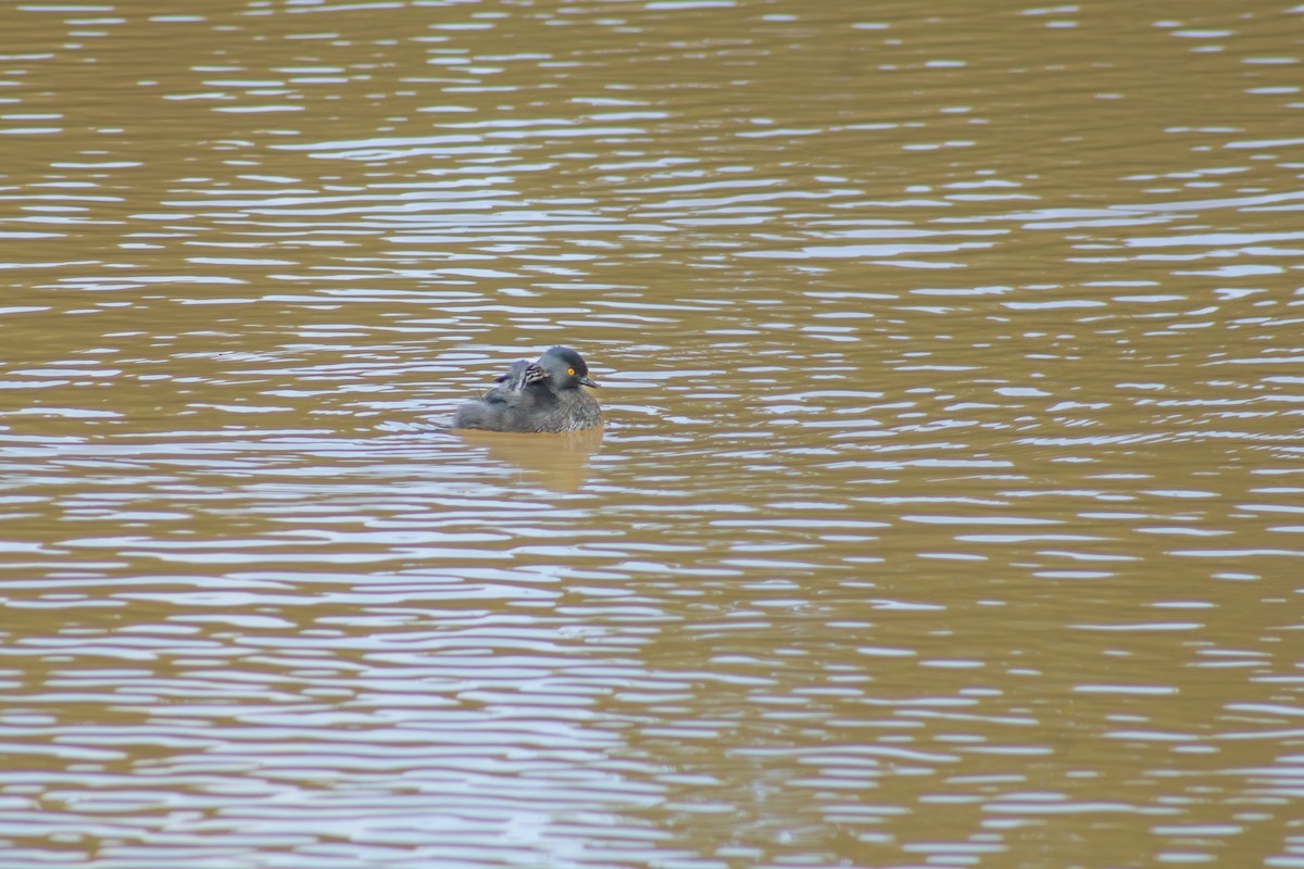 Least Grebe - ML625320276