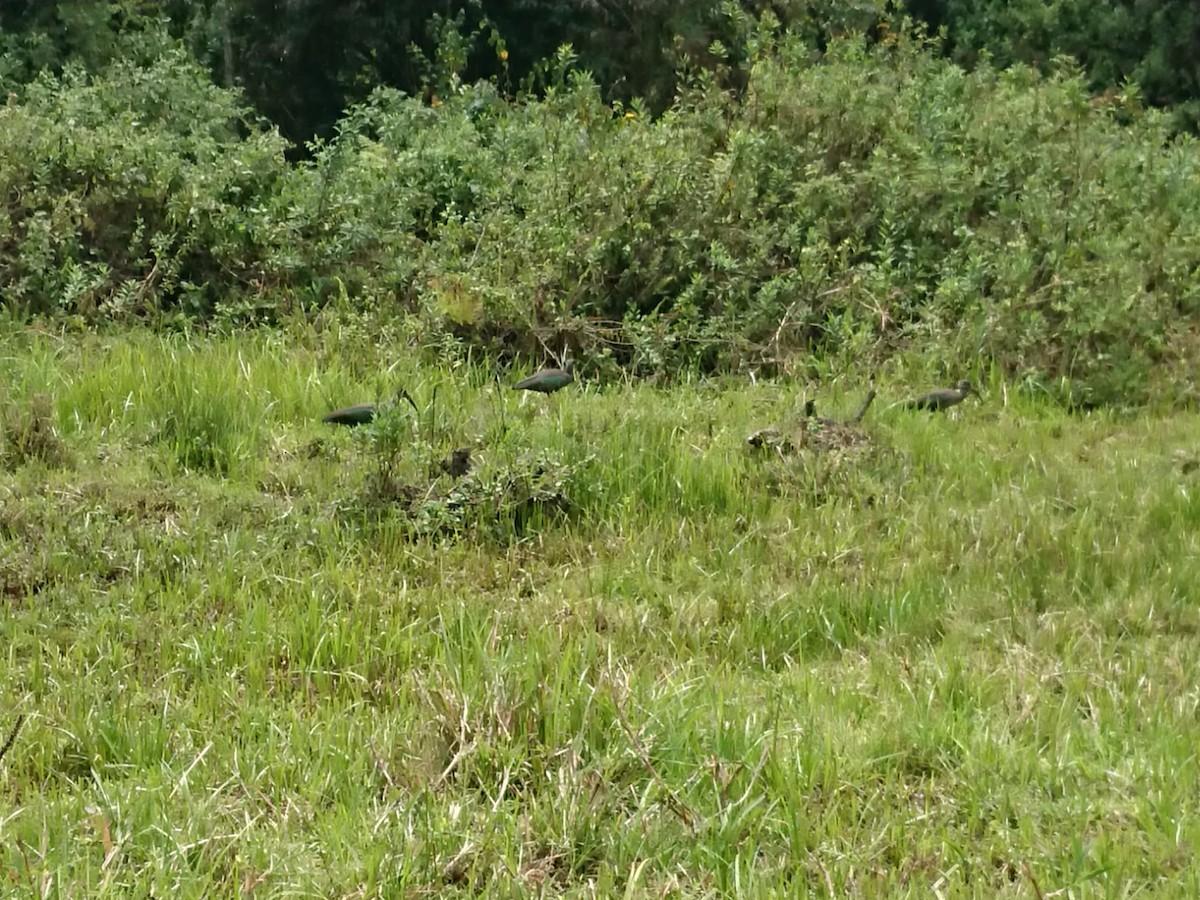 Hadada Ibis - ML625320290