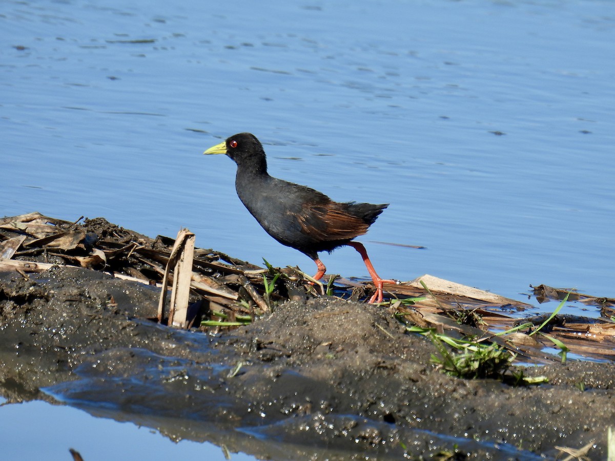 Black Crake - ML625320313