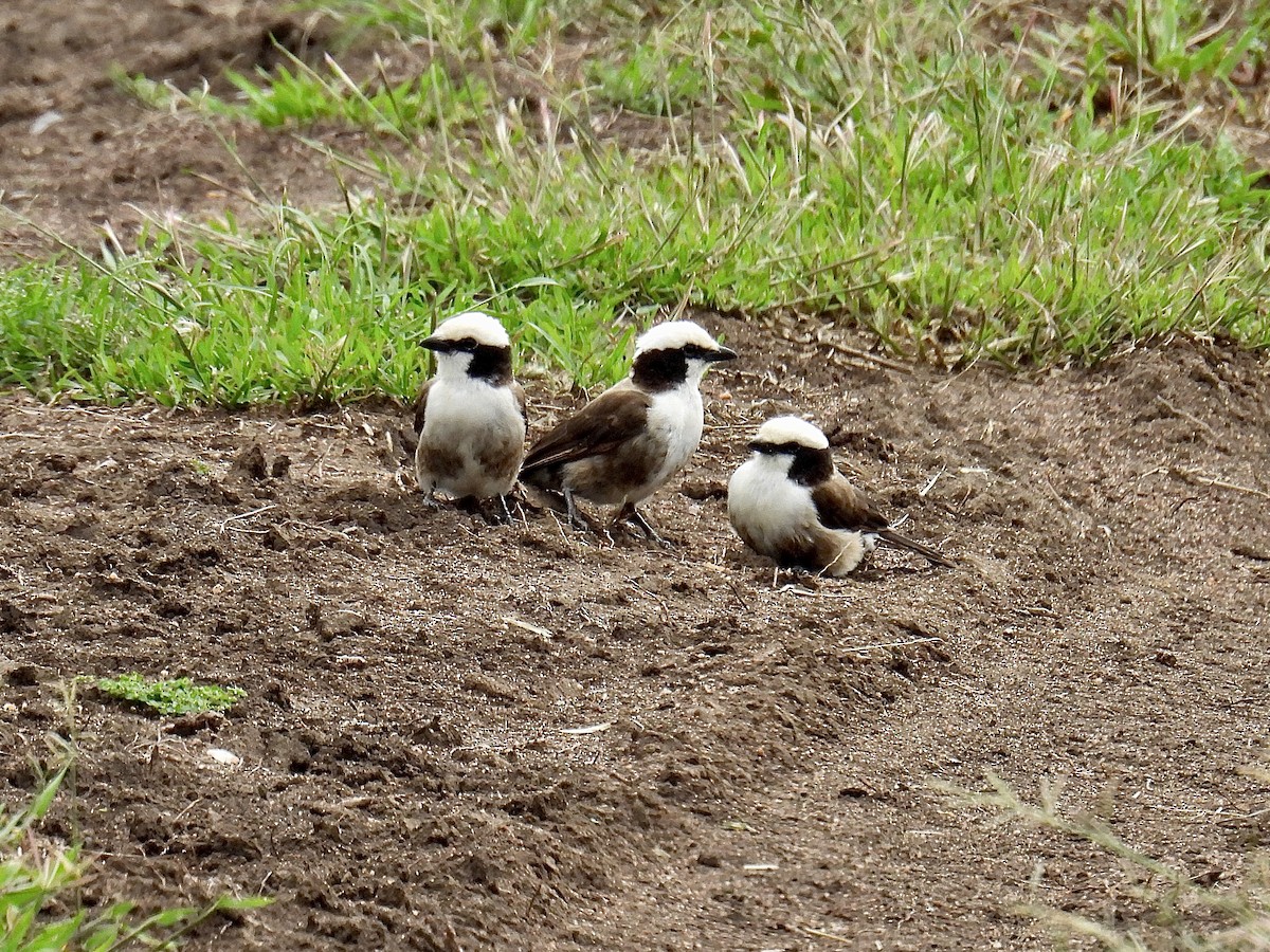 White-rumped Shrike - ML625320368