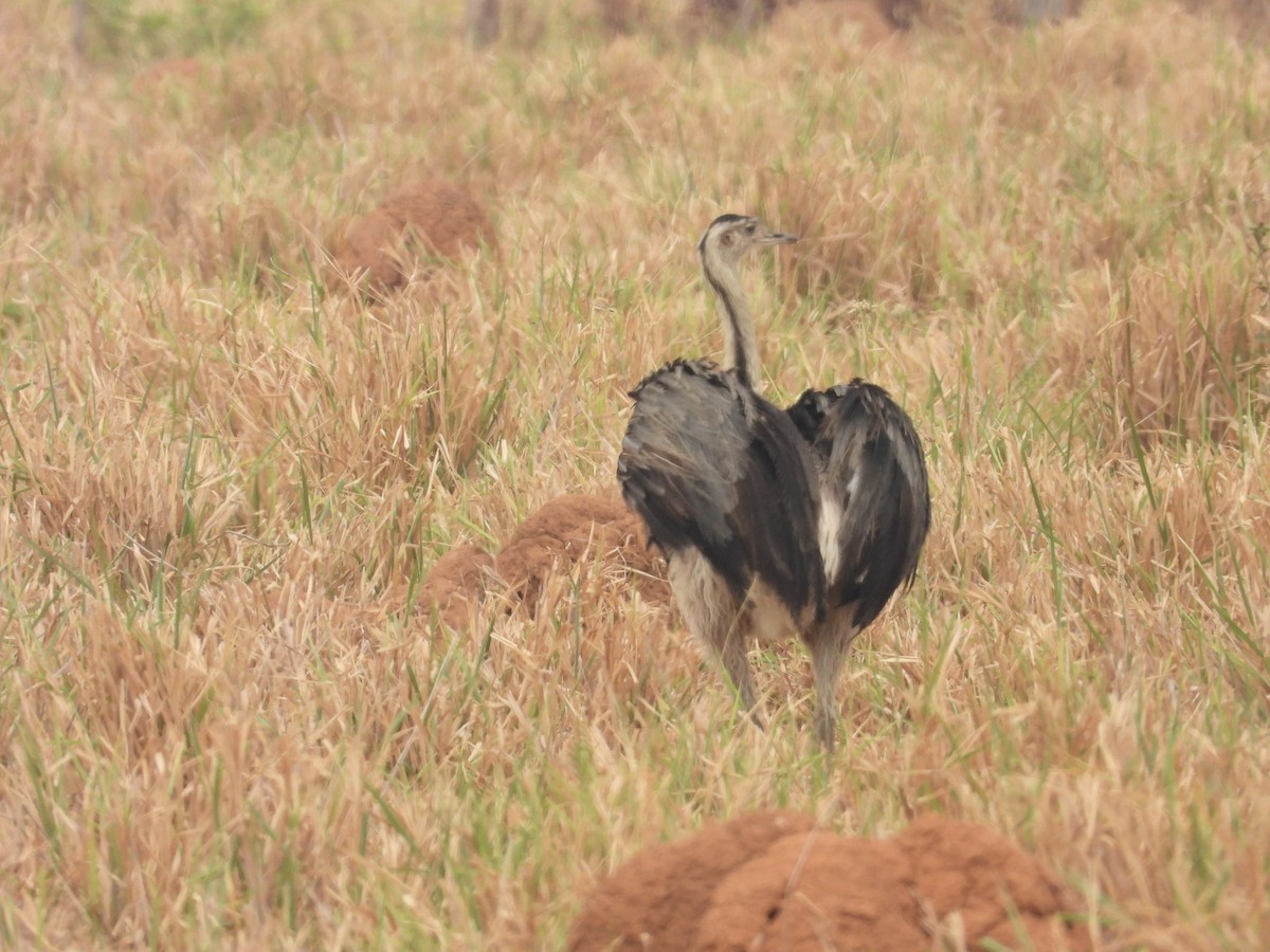 Greater Rhea - ML625320377