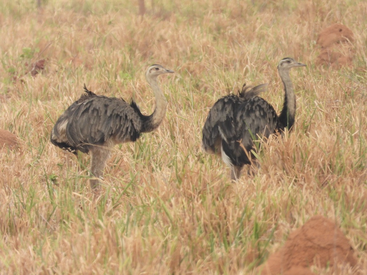 Greater Rhea - ML625320378