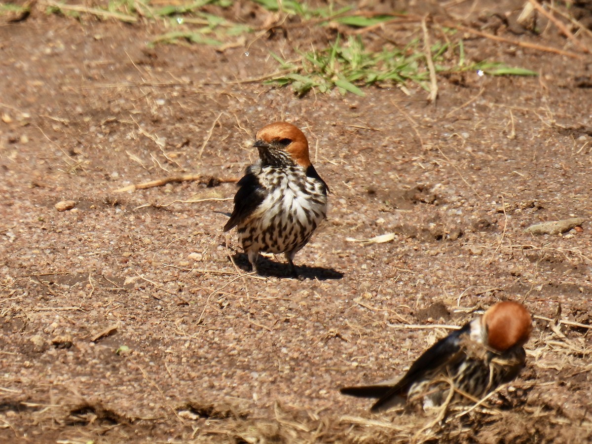 Lesser Striped Swallow - ML625320395