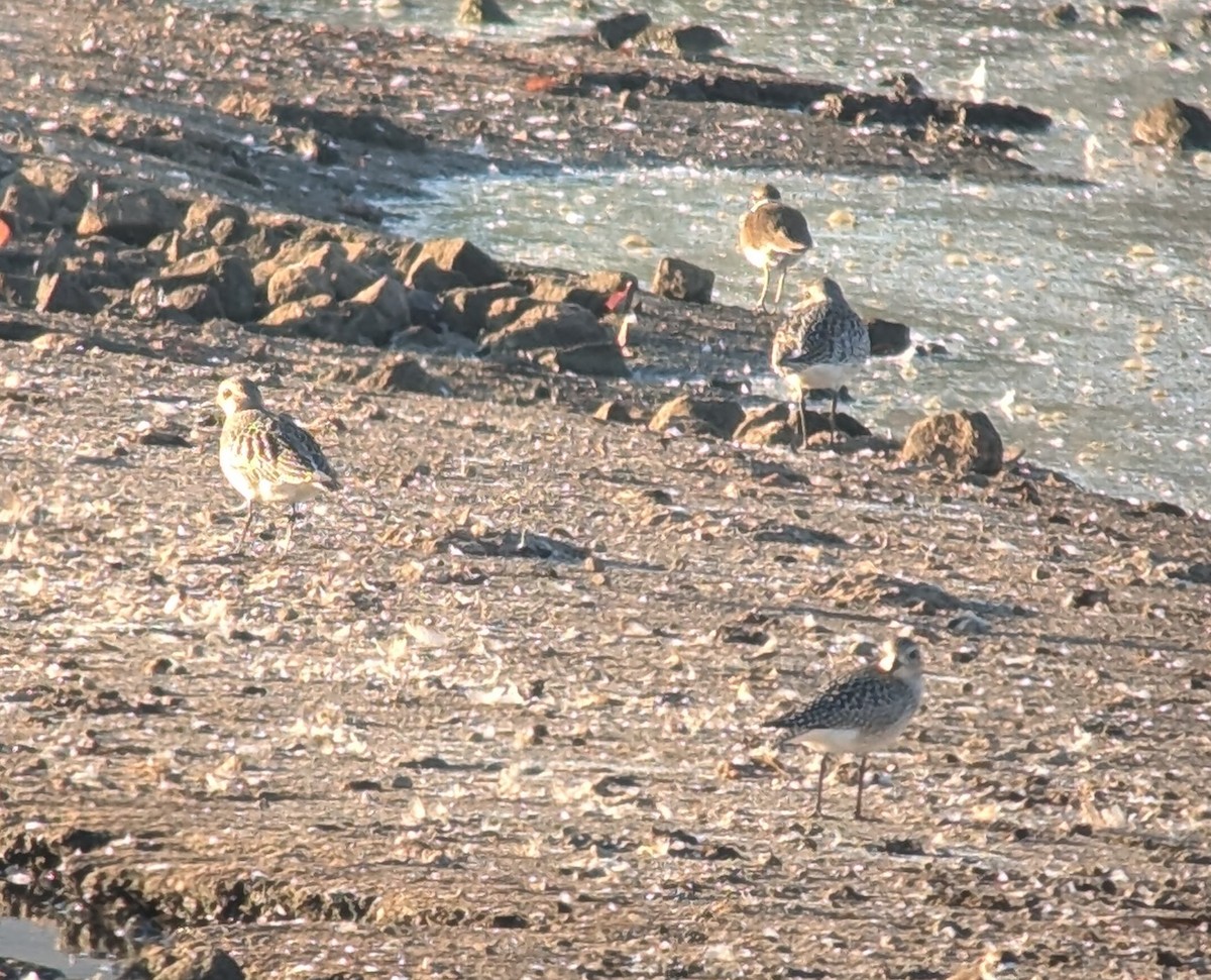 Black-bellied Plover - ML625320414