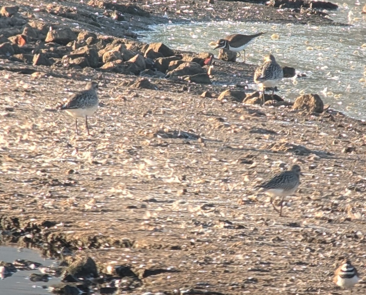 Black-bellied Plover - ML625320416