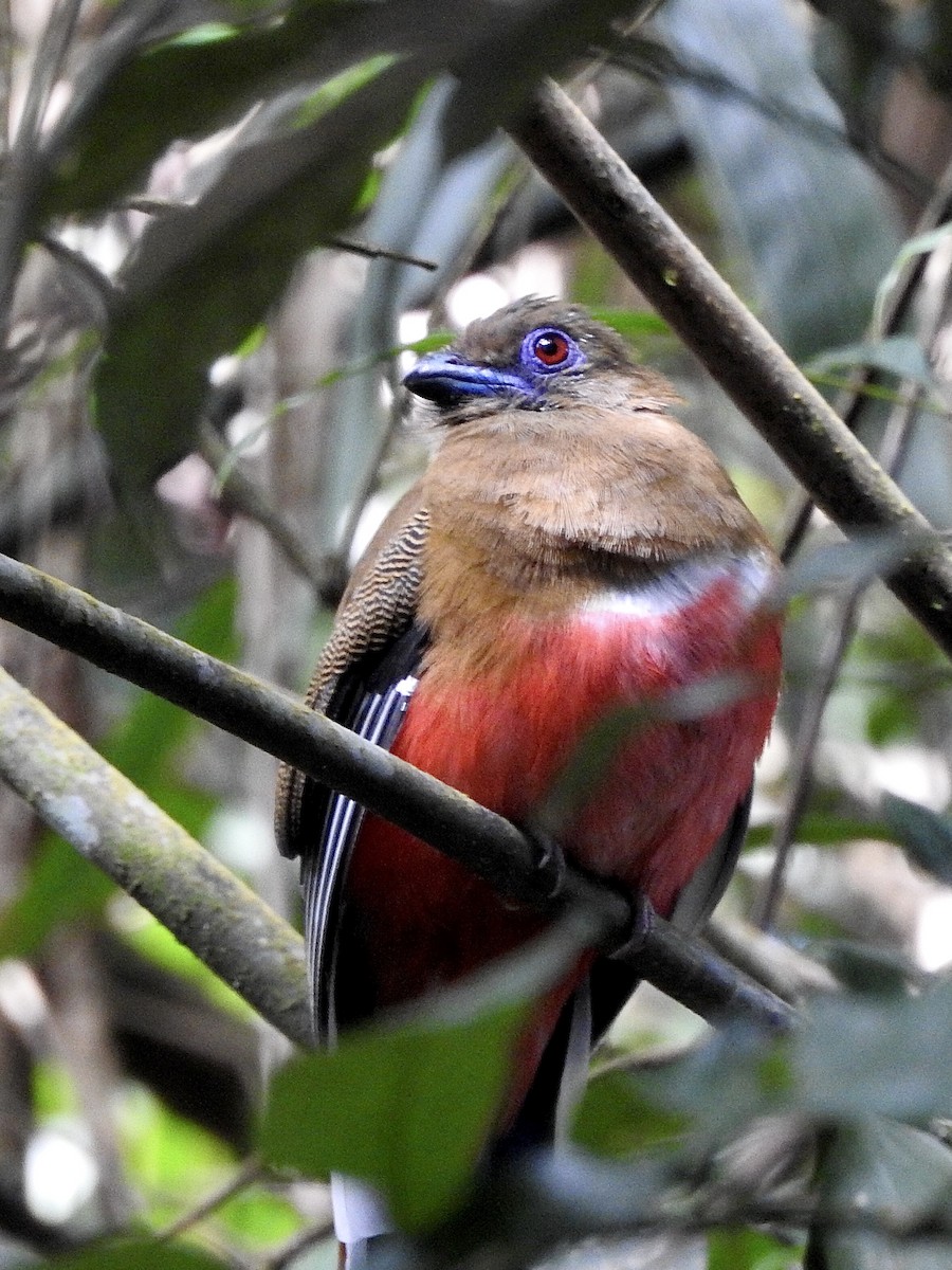 Red-headed Trogon - ML625320429