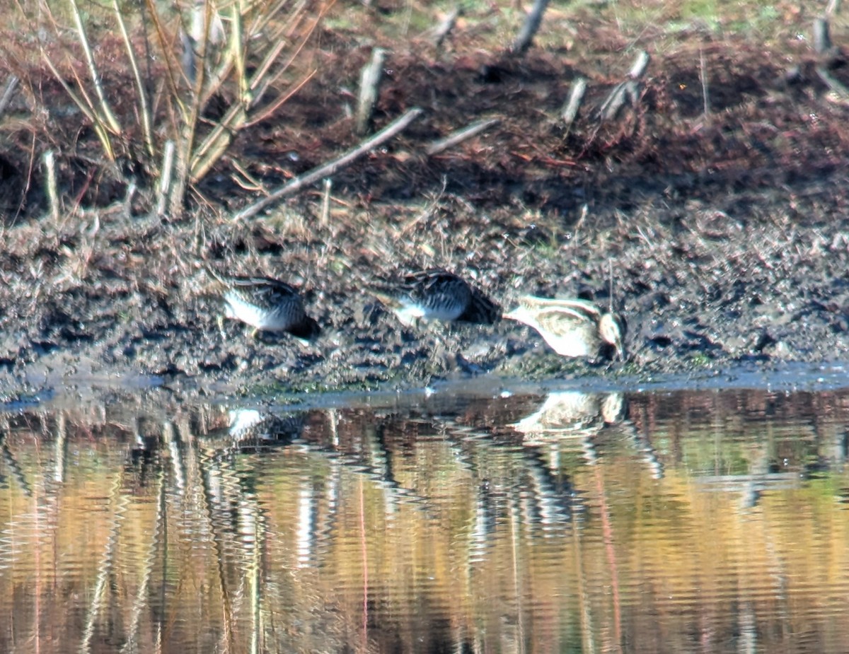 Wilson's Snipe - ML625320602