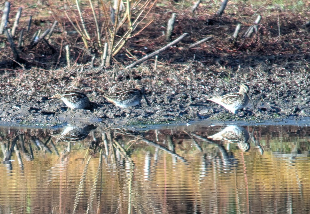 Wilson's Snipe - ML625320603