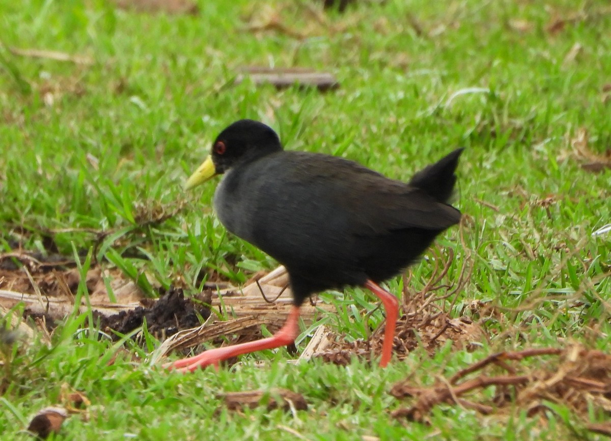 Black Crake - ML625320632