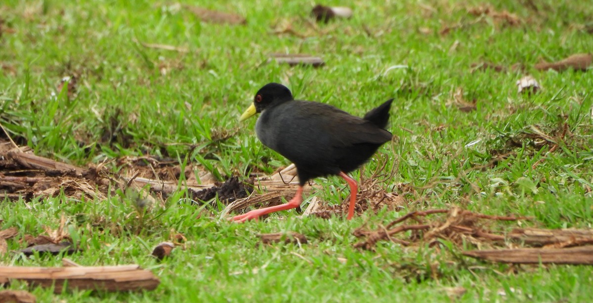 Black Crake - Gary McGurk