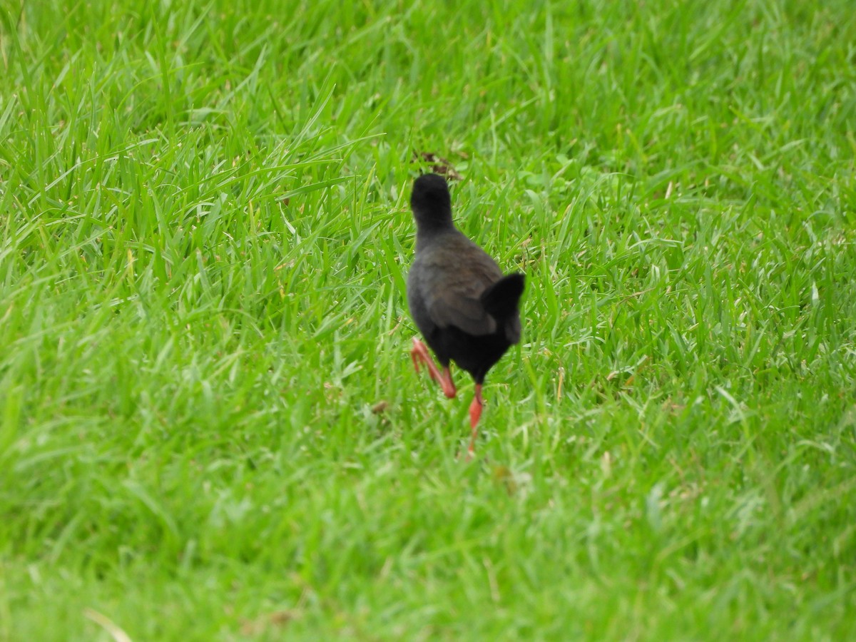 Black Crake - ML625320637