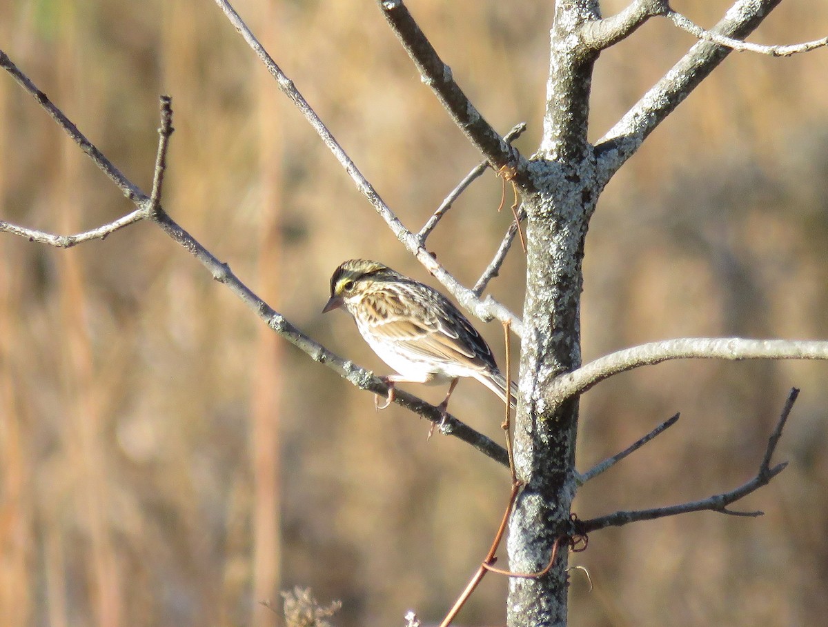 Savannah Sparrow - ML625320677