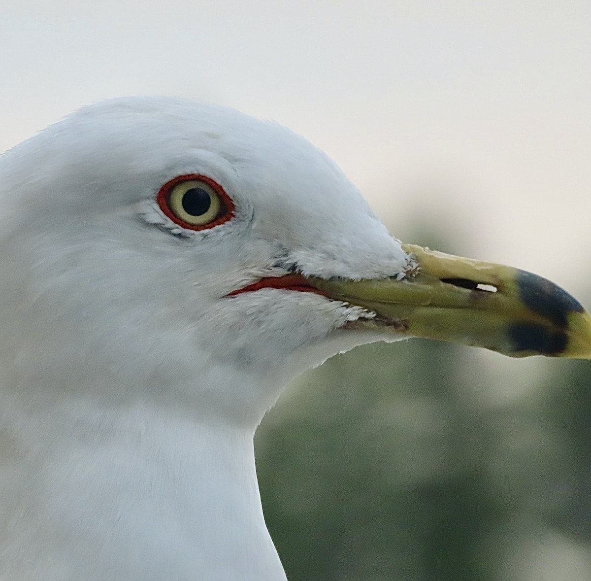 Ring-billed Gull - ML625320700