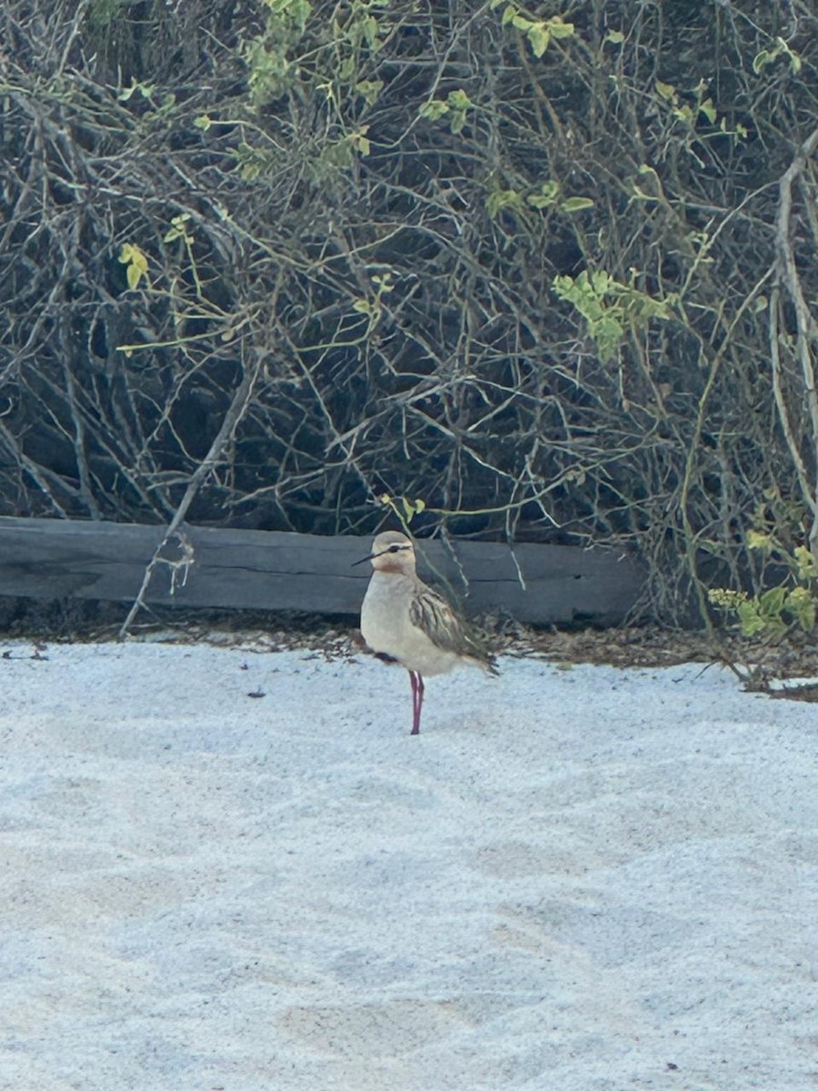 Tawny-throated Dotterel - ML625320716