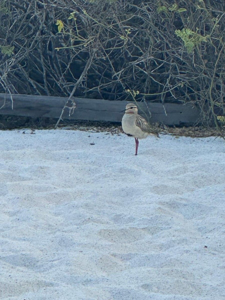 Tawny-throated Dotterel - ML625320720