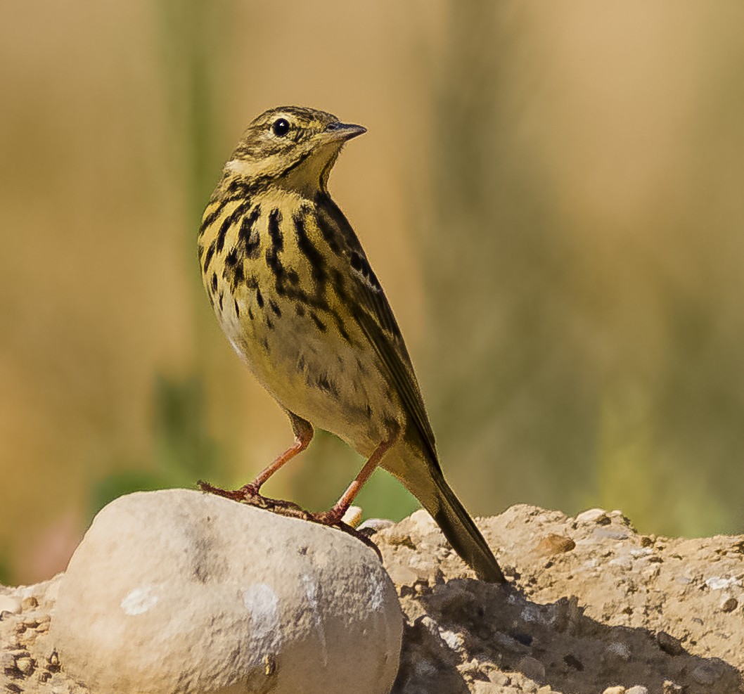 Tree Pipit - ML625320821