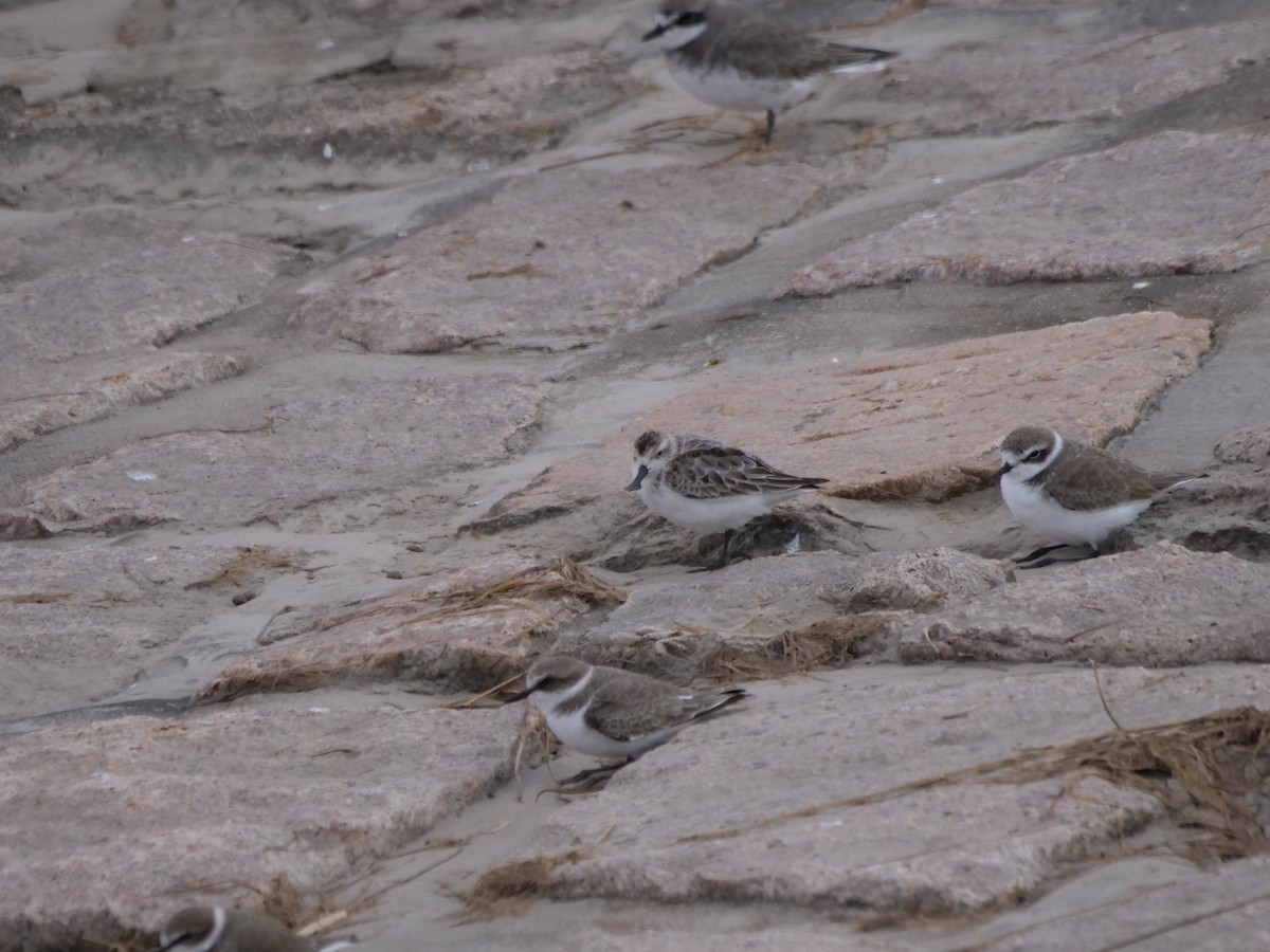 Spoon-billed Sandpiper - ML625320876