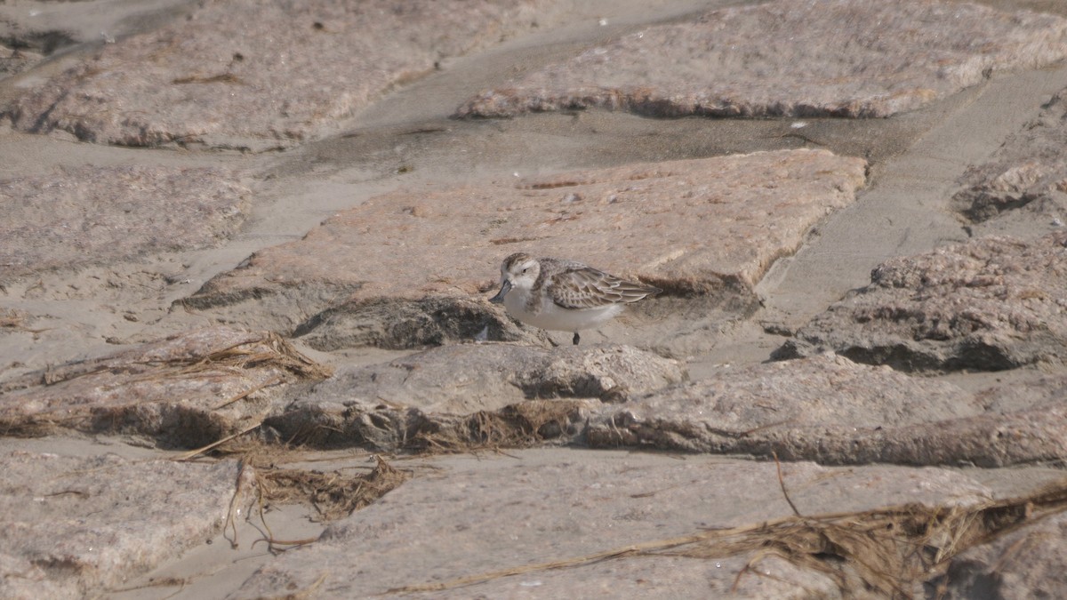 Spoon-billed Sandpiper - ML625320877
