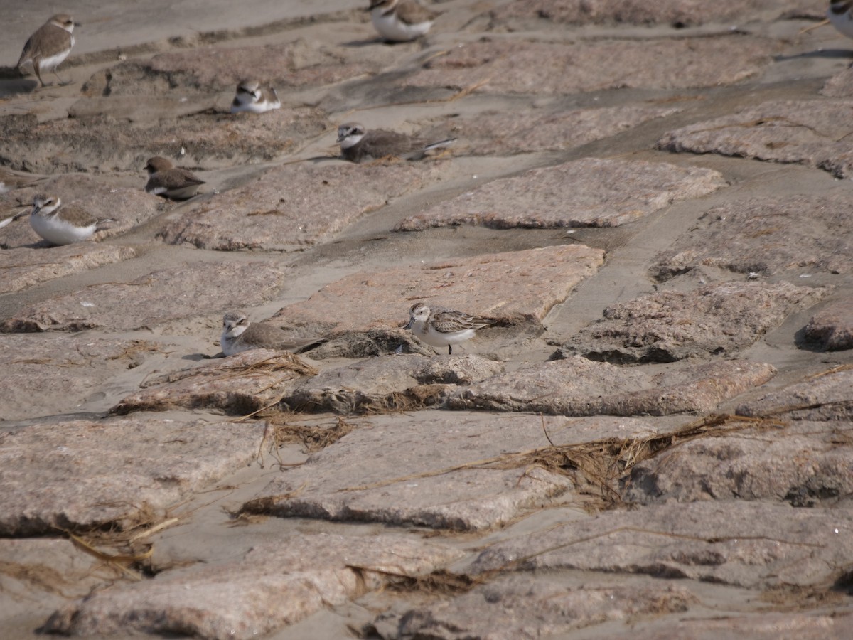 Spoon-billed Sandpiper - ML625320878