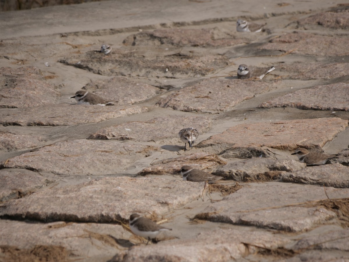 Spoon-billed Sandpiper - ML625320879