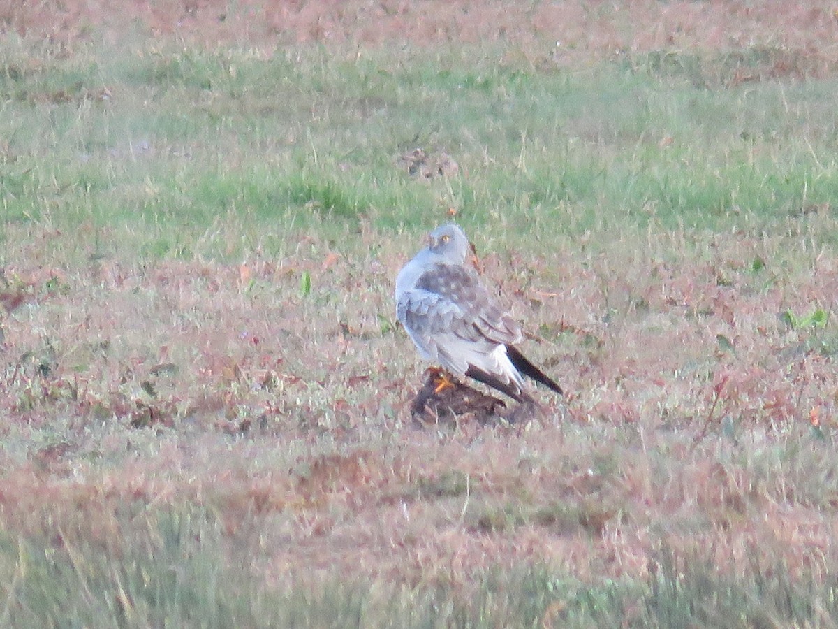 Hen Harrier - ML625320882