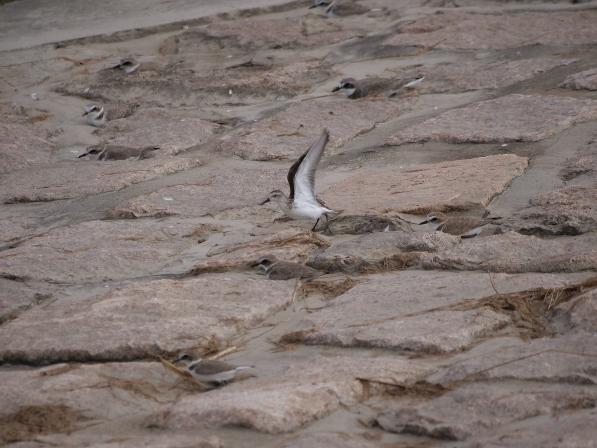 Spoon-billed Sandpiper - ML625320927