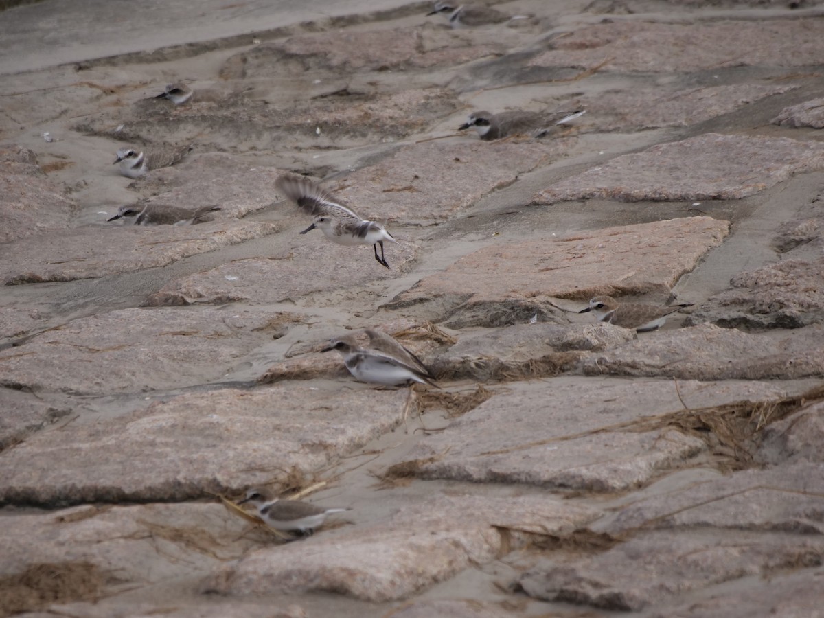 Spoon-billed Sandpiper - ML625320928