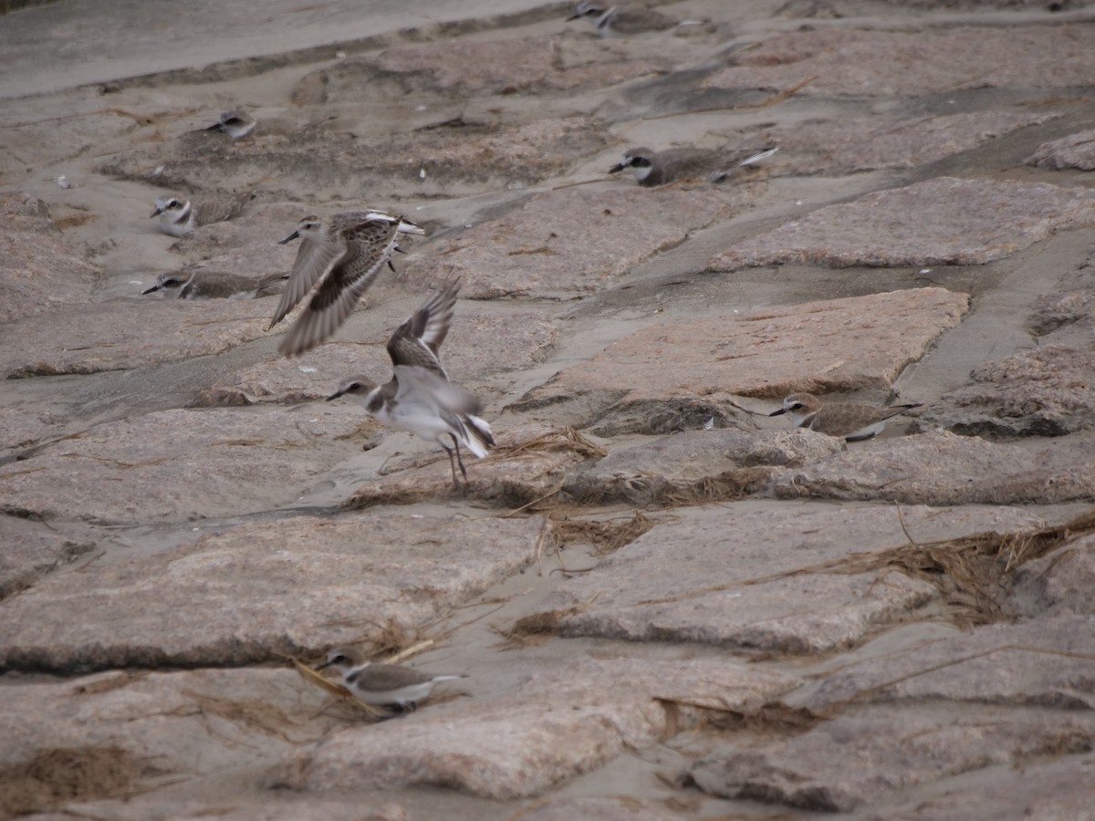 Spoon-billed Sandpiper - ML625320929